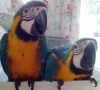 Talking blue and gold Macaw Parrots