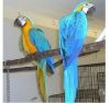 Stunning Talking Macaw Parrots