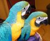 English Talking Blue And Gold Macaw Parrots Ready