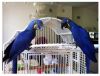 Dna Hyacinth Macaw Parrots Available