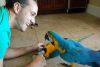 blue n gold macaw parrots for free adoption