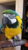 Blue and gold macaw parrot