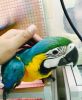 Hyacinth Macaw Parrots for Sale