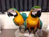 African Birds And Macaw Parrots