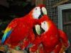 Parrot Birds macaw parrots