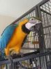 macaw birds for any loving and caring