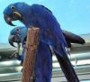 We have available healthy parrots for