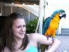 Beautiful and Talking Hyacinth Macaw Parrots