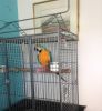 Talking Pair Of Blue & Gold Macaw For Sale
