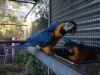 Blue And Gold Macaw Parrots Ready! - For Sale