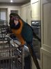 Fully Tame And Hand Raised Baby Macaw Parrot