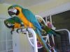 Blue & Gold Macaw Parrot With Large Cage