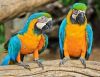 Lovely blue and gold Macaw Parrots