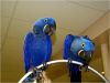 14 months Hyacinth Macaw Parrots