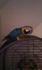 Blue And Gold Macaws for sale