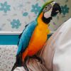 Tame Talking! Blue And Gold Macaw Parrots!