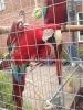 I have a green winged macaw female.