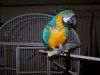 blue & gold macaw available