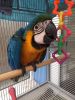 baby blue and gold macaw close rung parrot