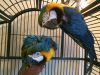 Cute blue and gold macaw parrots