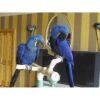 TALKING PAIR OF HYACINTH MACAW PARROTS FOR SALE