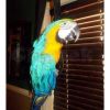 Superb Stunning Handtame Blue And Gold Macaw