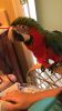 9 Month old Harlequin Macaw WITH java tree perch