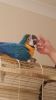 Blue And Gold Macaw For Sale