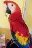 macaw parrots for you