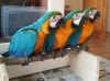 Gorgeous Macaw Birds for sale.