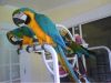 Happy and amazing looking macaw parrots bird.
