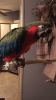 Female harlequin macaw