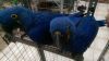 Super Hyacinth Macaw Parrots available
