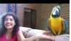 adorable blue and yellow macaw parrots for sale