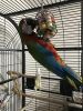 Harlequin Macaw for sale or trade
