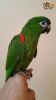 Gorgeous Baby Hahn Macaw Parrot With Cage For sale