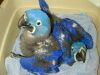Hyacinth macaw parrots available for sale