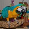 Talking Macaw Parrots