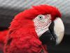 Green ande Red winged macaw parrots for sale.