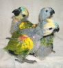 Blue fronted macaw parrots for sale.
