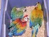 camelot macaws available for sale.
