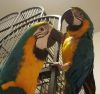 Blue & Gold Macaw Parrots Available