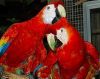 Well Tamed Scarlet Macaws Ready For New Homes
