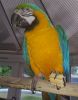Beautiful 7 Months Old Baby Blue And Gold Macaw