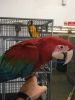 Beautiful 7 Months Old Baby Blue And Gold Macaw Contact for more info