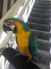 Blue And Gold Macaw 6 Months Old Hand Reared ,tame