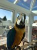 Macaw Parrot With A Huge Cage Tame And Talks
