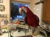 Green Wing Macaw