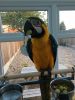 Blue And Gold Macaw Parrots