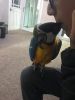 Baby Macaw Parrot